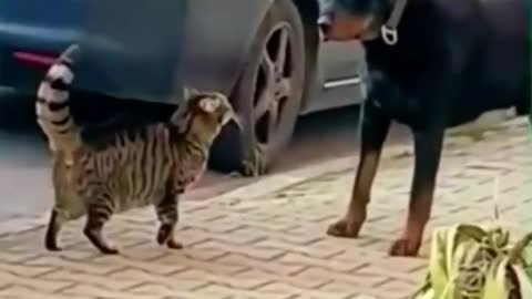 Best funny animals videos 2022 try not to laugh dog and cat #shorts #shortviralvideo