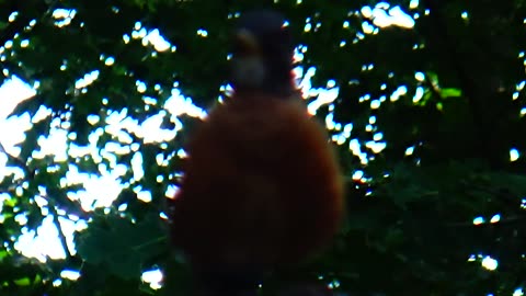 Robin