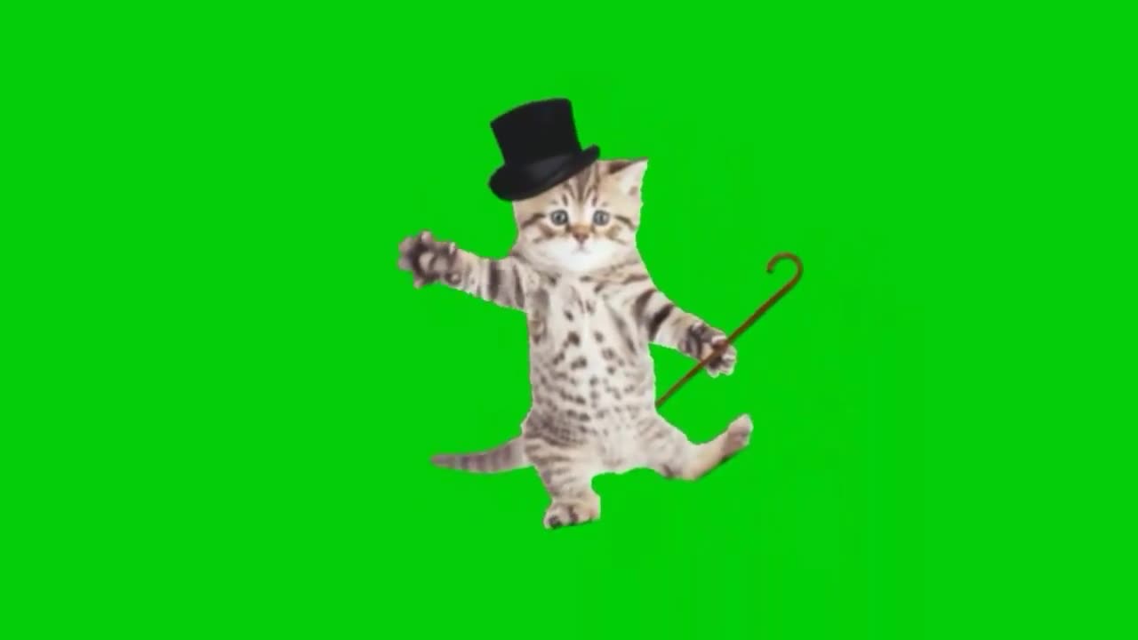 Funny 🤣😁 beautiful 🥰 cute 🥰 cat dancings video...