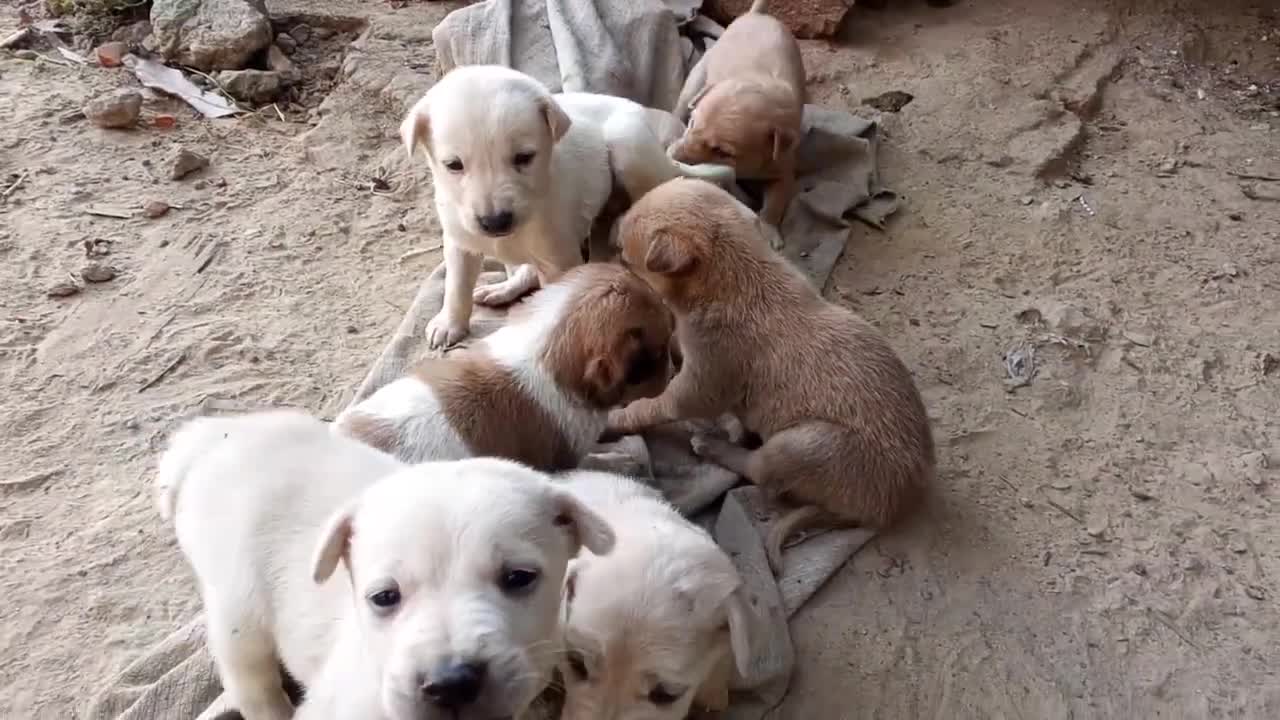 Animal attached to Humans !!🐶🐶🐶 Episode -01