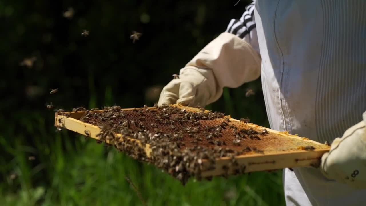 A beehive in beautiful nature.