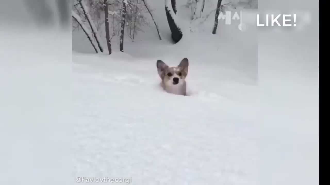 dog playing and jumping in the snow - cute dog - #6