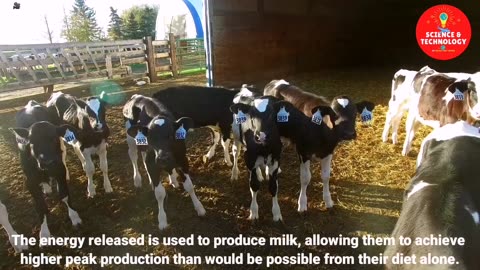 MODERN HIGH-TECH DAIRY FARM-AMAZING COW FARMING-MODERN CATTLE FARMING TECHNOLOGY-MILK PRODUCTION