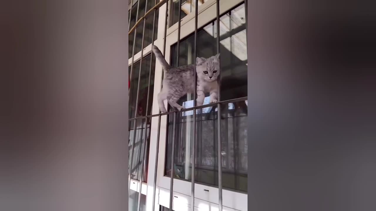Cat video