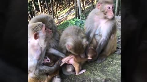 In case being mischievous and cheeky🐒🐒🐒🐒