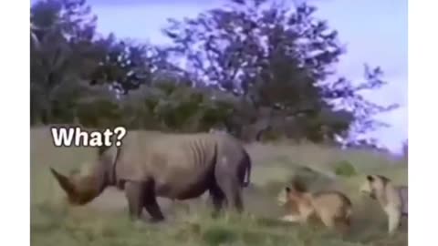 Funny video of animals