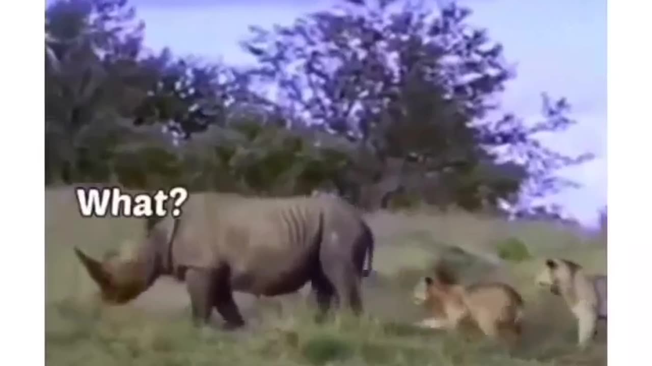 Funny video of animals