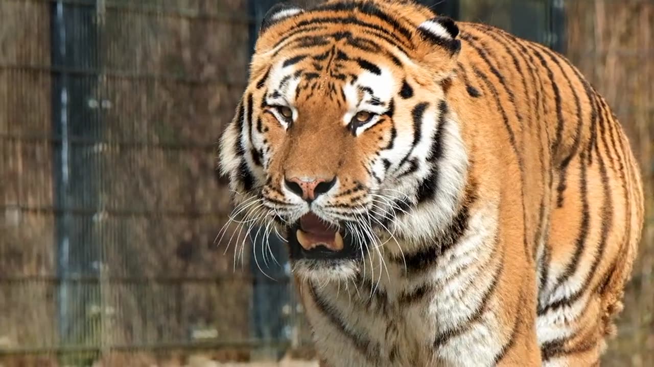 Tiger Walking