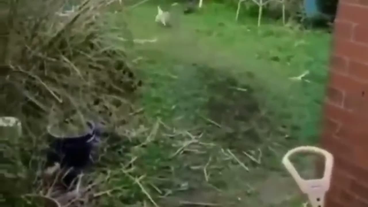 Funny animals 😂 part 1