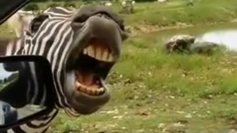 The Singing Zebra