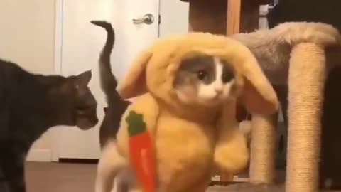 Cat turns into a rabbit