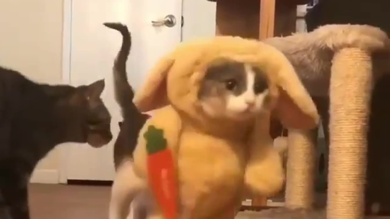 Cat turns into a rabbit