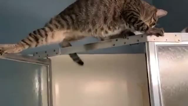 A cat goes up the shower