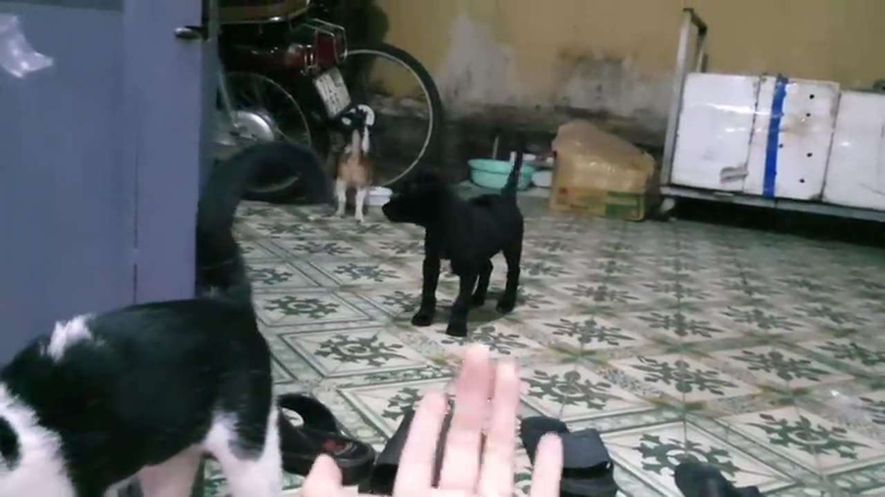 Sharing my cute pets cat and puppy dog funny viral moment