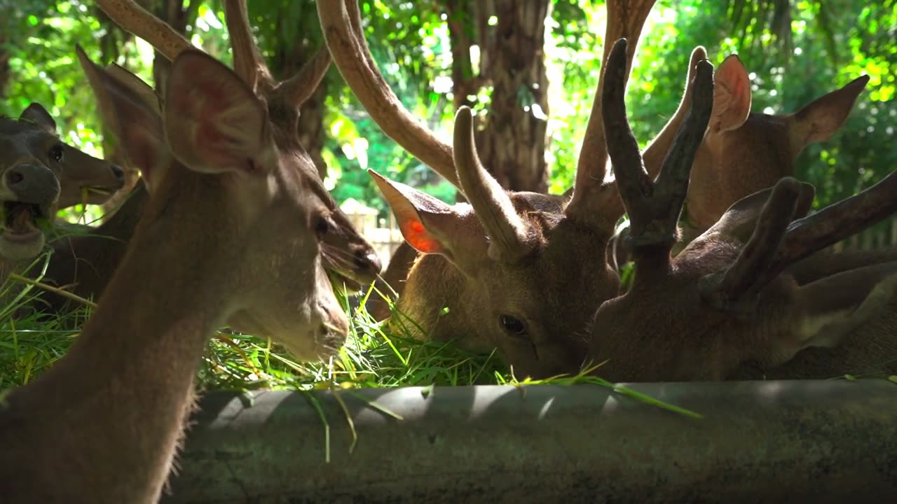 Deer Eating Grass #shorts #deer #wildlife