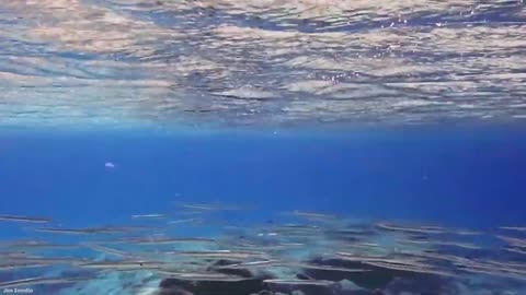 15 MOST DANGEROUS Ocean Creatures In The World-6
