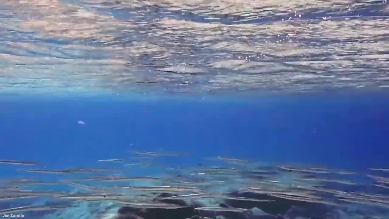 15 MOST DANGEROUS Ocean Creatures In The World-6