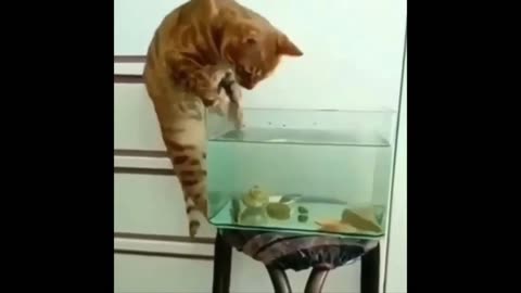 Funny Kitten
