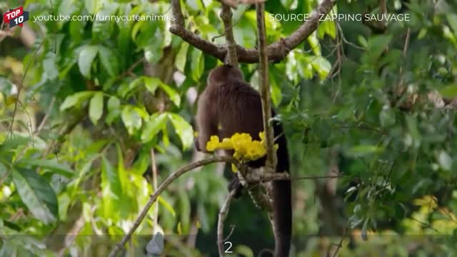 Eagles hunt monkeys as their prey.