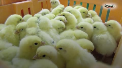 Breeding chicks using modern technologies. 2022