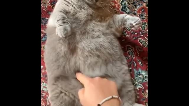 Hilarious Cats..!!!