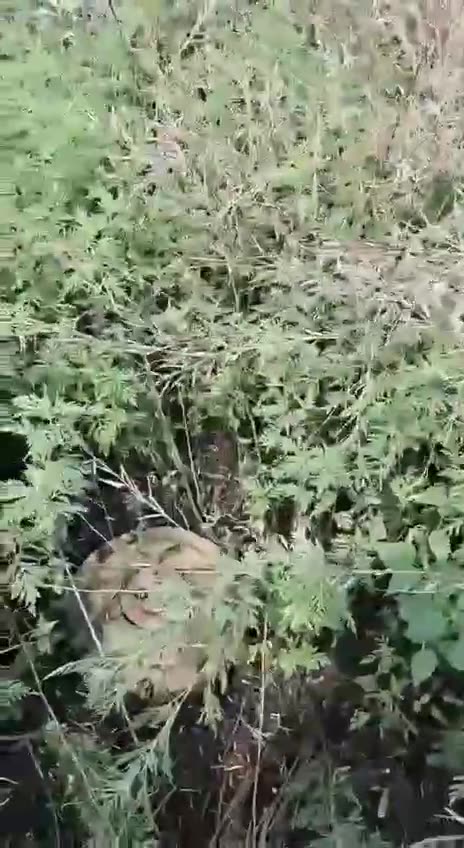 Video to understand the density of Russian mining in southern Ukraine.