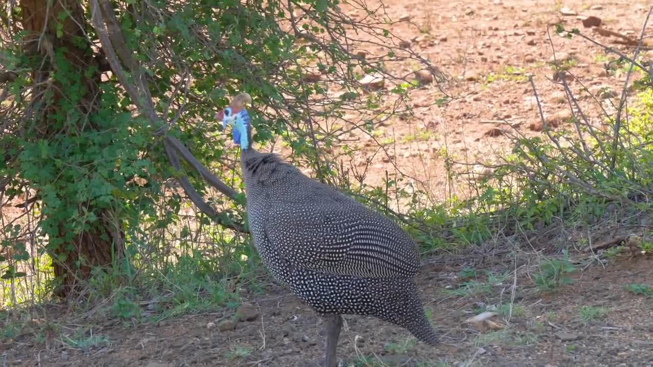 Kruger National Park