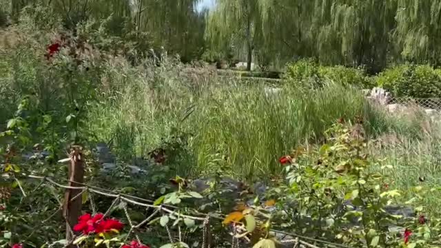 There are fewer flowers in the garden