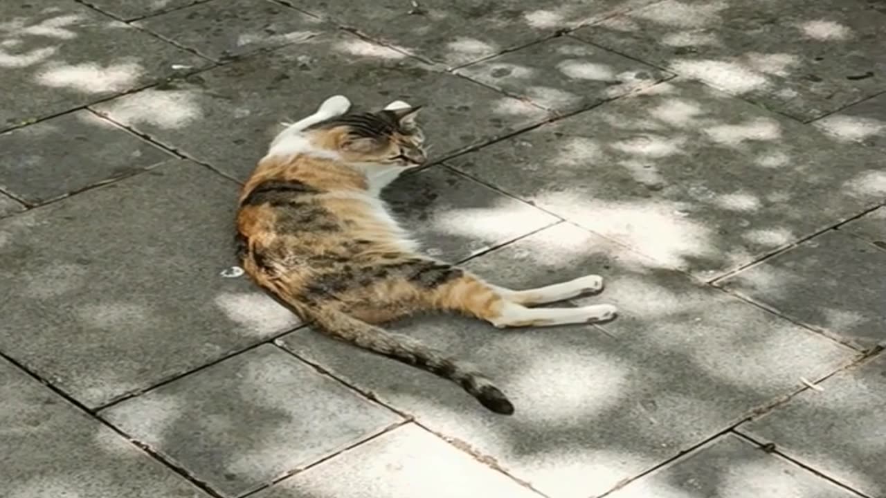 A cute and beautiful cat is resting