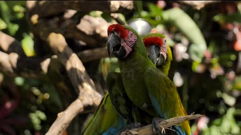 Parrots on a branch in a nature reserve