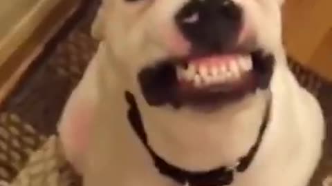 Watch These Dog Smiling . Really FUNNY & CUTE