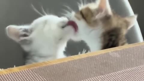 Funny 😁 cats 🐈 video