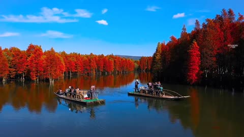 Has anyone ever seen a forest growing in water?