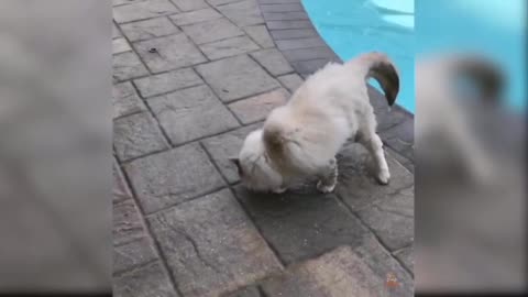 the cat fell into the pool