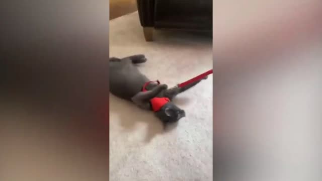 Cat Don't Want To Go Gets Dragged