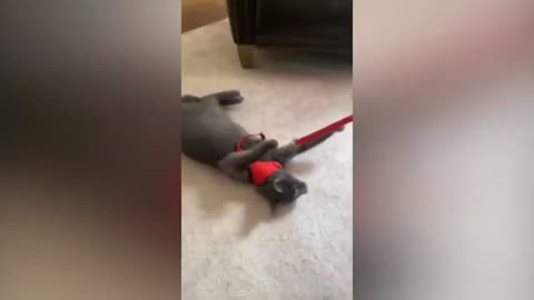 Cat Don't Want To Go Gets Dragged