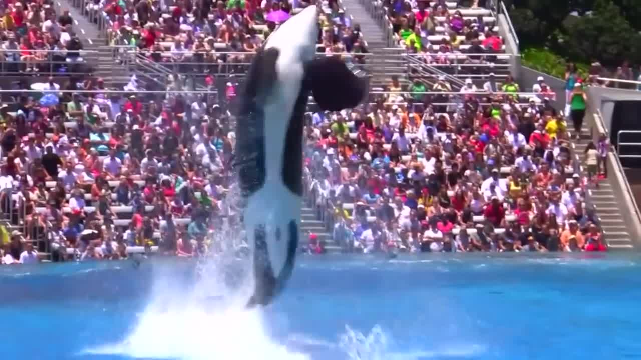 Seaworld SHAMU Killer Whale Show