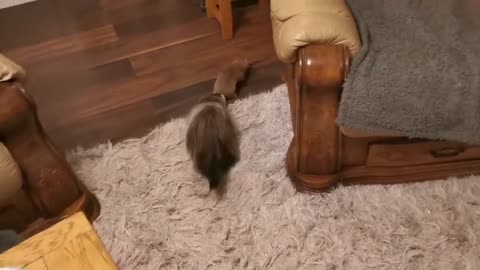Voodoo meets new angora ferret kit Pan