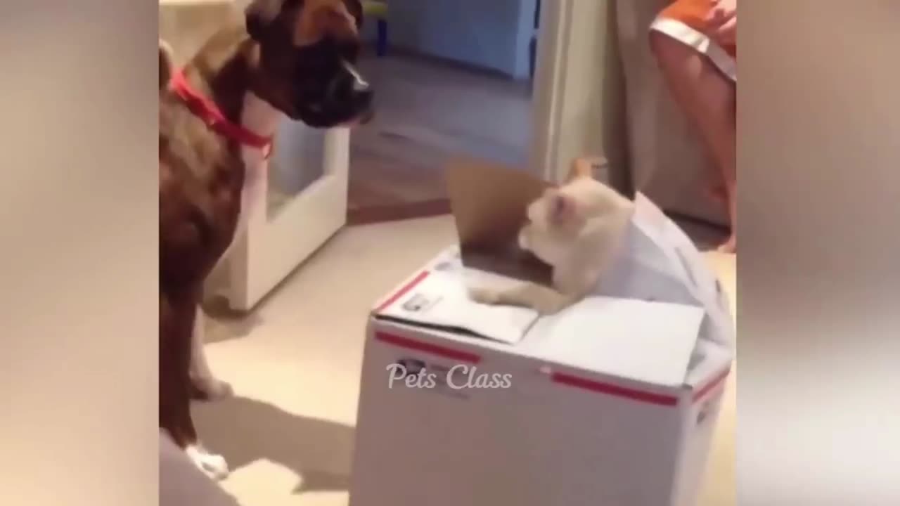 Funny animal videos|Cute animal videos |Funny dog&cat videos|Hilarious pet videos|funny video