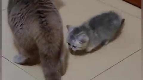 Mommy cat loves kitten