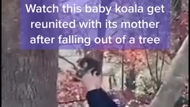 Watch this baby koala get reunited with its mother after falling out of a tree