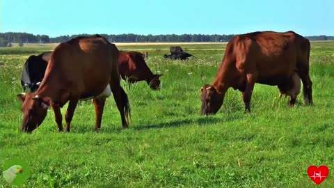 COW VIDEO 🐄 REAL COWS MOOING AND GRAZING 🐄