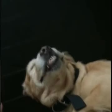 Dog Getting Scolded From His Owner, Pretends To Be Dead - Tiktok Dogs (Funny Animals #396)