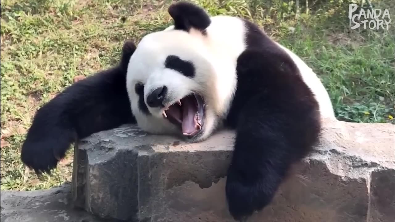 FUNNIEST MOMENT OF PANDA 🐼🐼