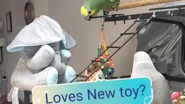 My Parrots funny reaction with peekaboo toy