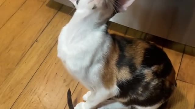these cats all look so wise, must have so many secrets