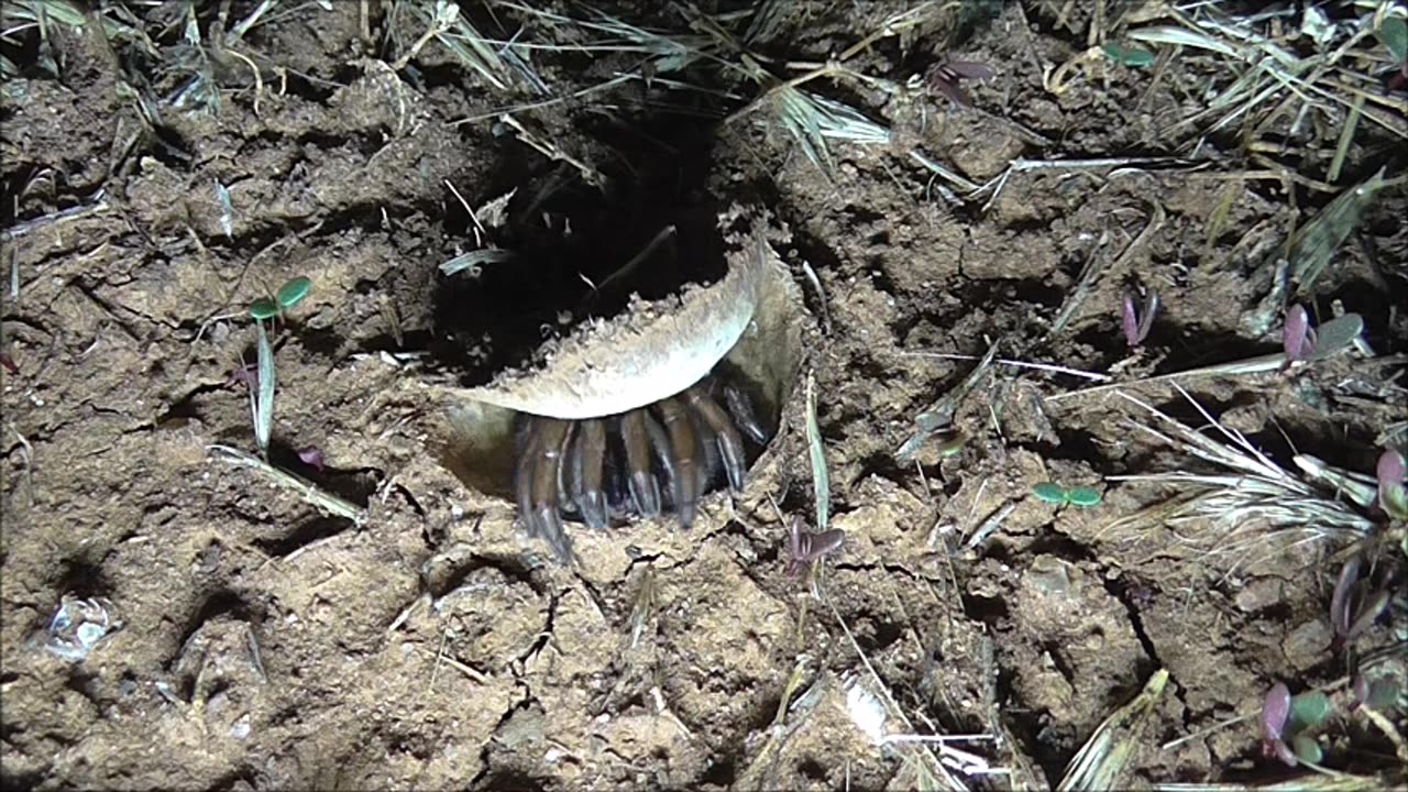 Trapdoor Spider Close Up Video