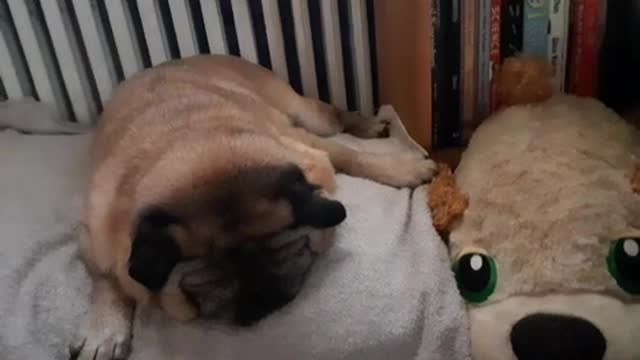 PangPang the pug sleepy with chubby friend.