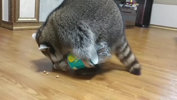 What A Smart Raccoon