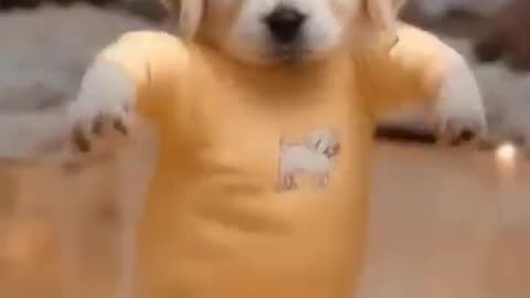 cute puppy dance